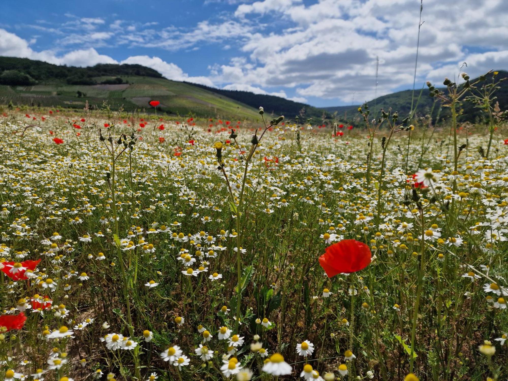 Das Rote Ferienhaus Terlinden Lieser Exteriér fotografie